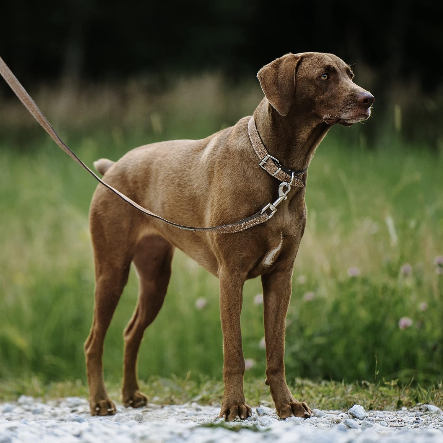 Luxury Leather Dog Leash - Genuine Material Leather Leashes for All Pet Sizes - Pet Lead - 5 Ft Premium Quality - Soft Material - Light Brown